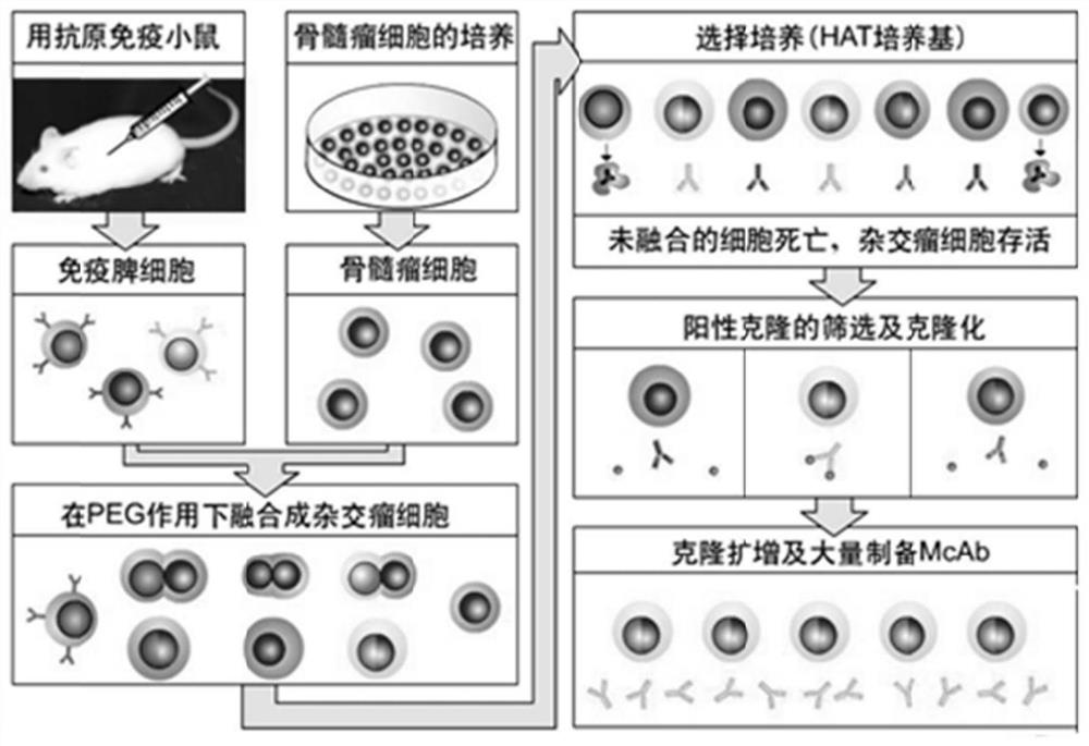 Application of cucumber photosynthetic system I reaction center N subunit protein CsPSI-N to resisting melon epidemic diseases