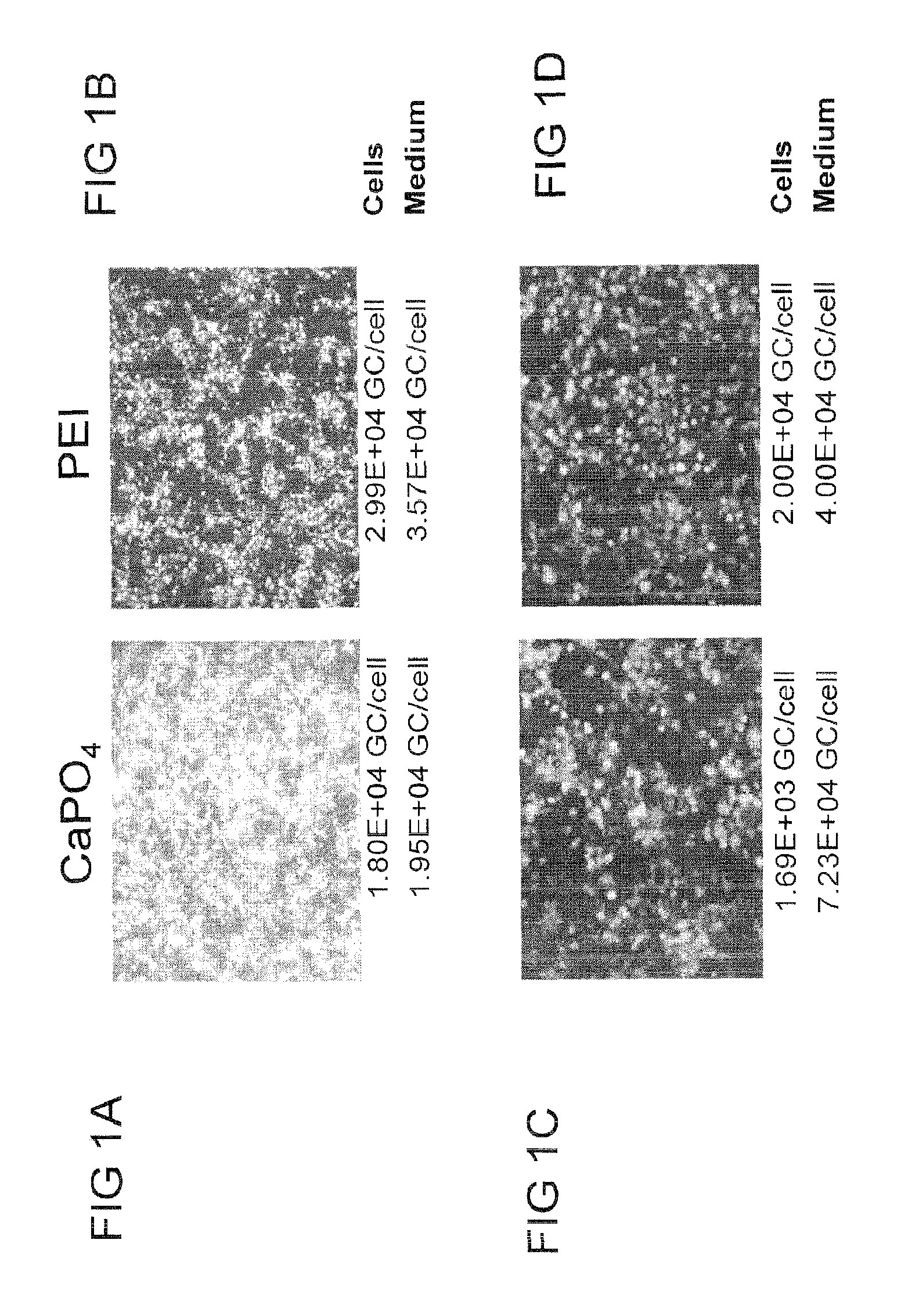 Pharmacologically induced transgene ablation system