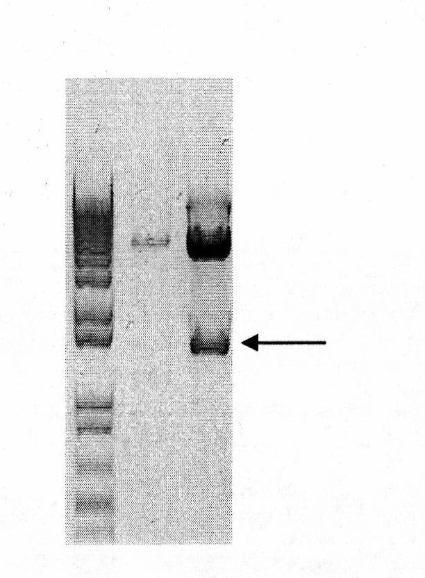 Vector system pSA for high-level expression of recombinant glycoprotein in eukaryotic cells