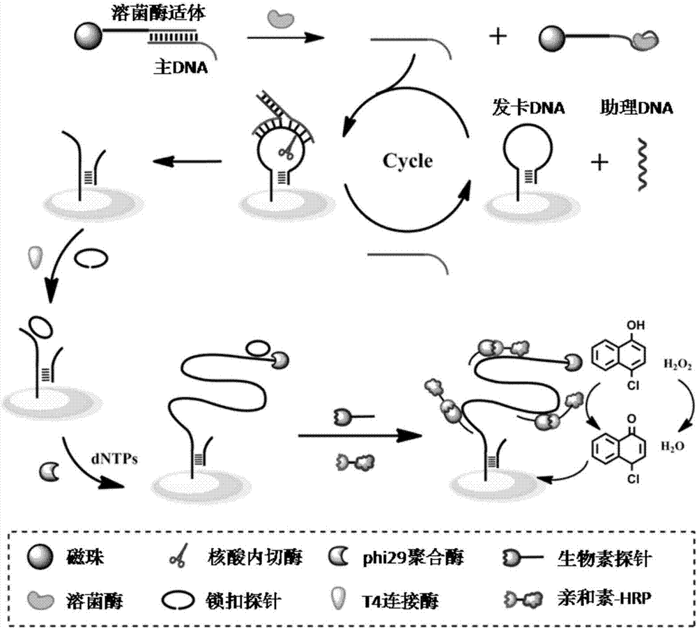 QCM detection method for detecting lysozyme based on multiple signal amplification technologies and application