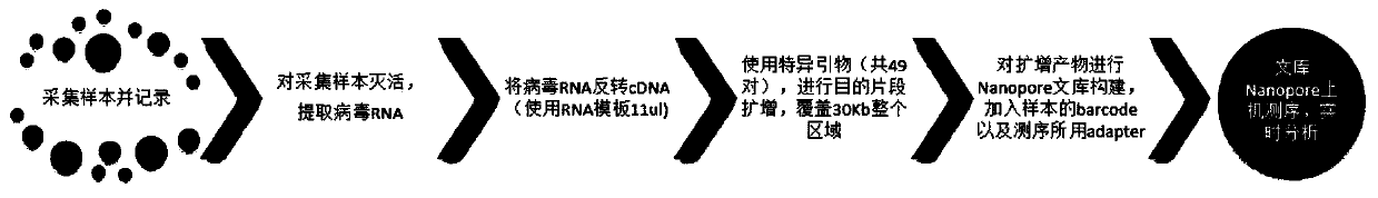 Specific primer for novel coronary virus detection and rapid detection method