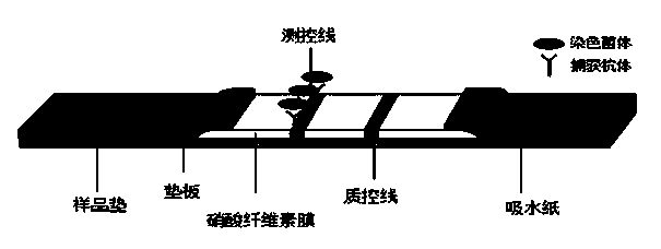 Test paper box for detecting listeria monocytogenes