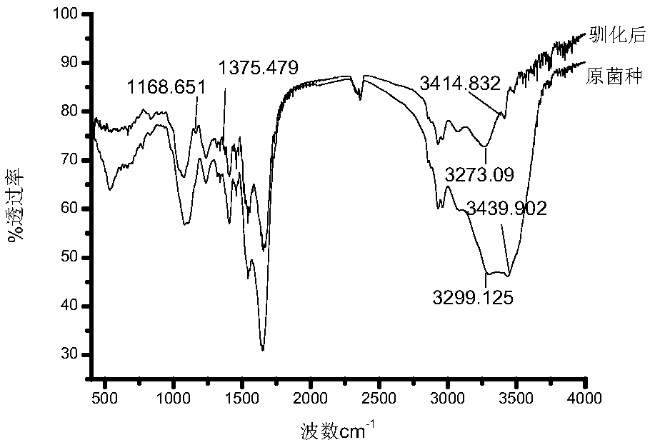 Copper-rich bacillus subtilis and cultivating method thereof