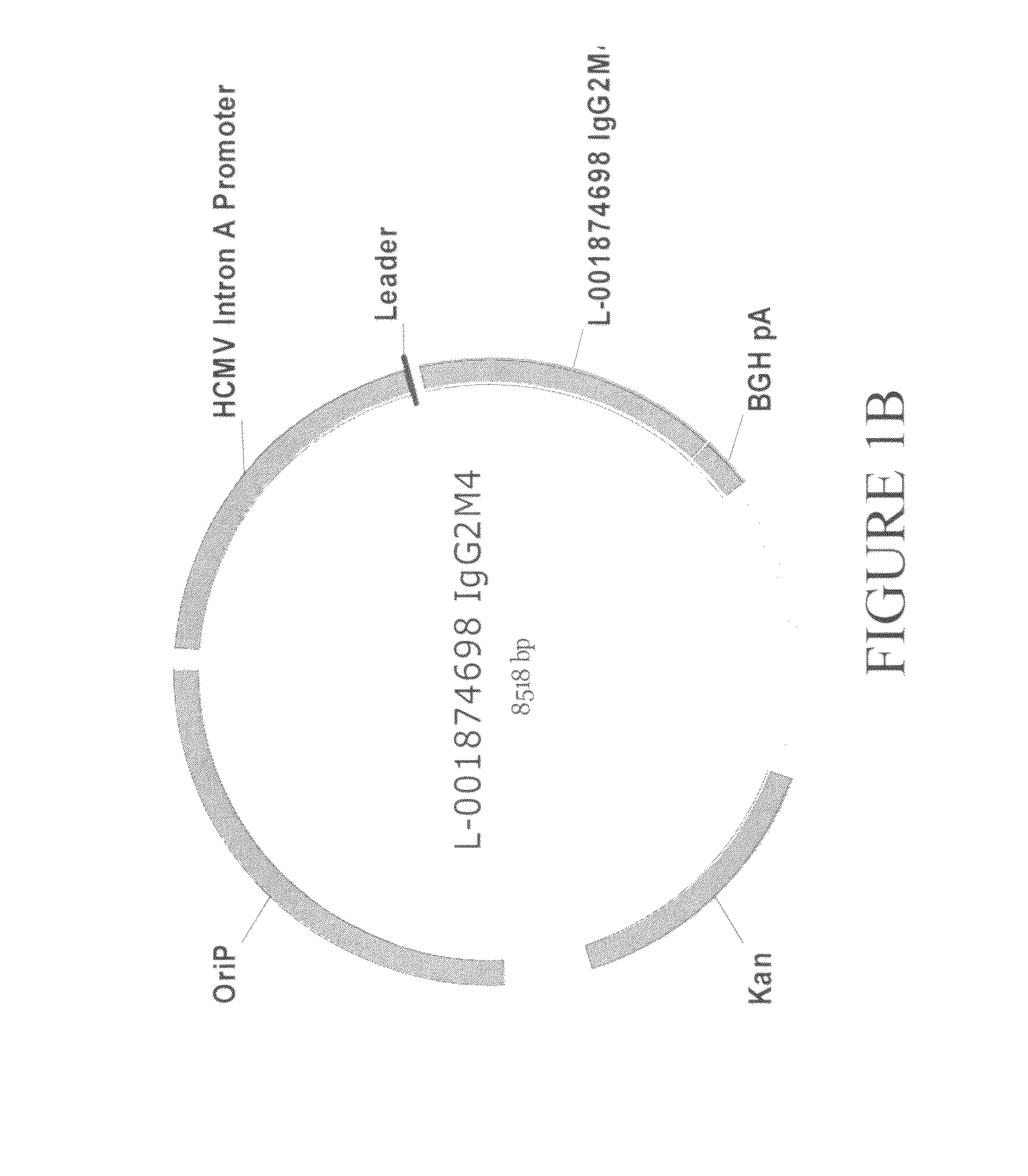 Antibodies specific for Dkk-1