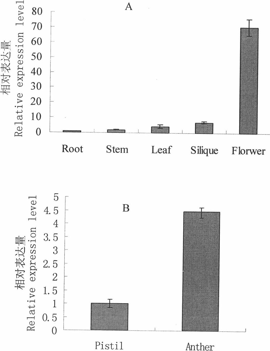 Rape BnPABP 5 gene and application of promoter thereof