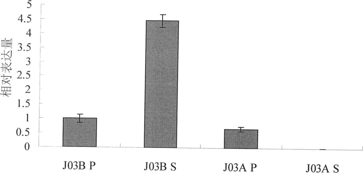 Rape BnPABP 5 gene and application of promoter thereof