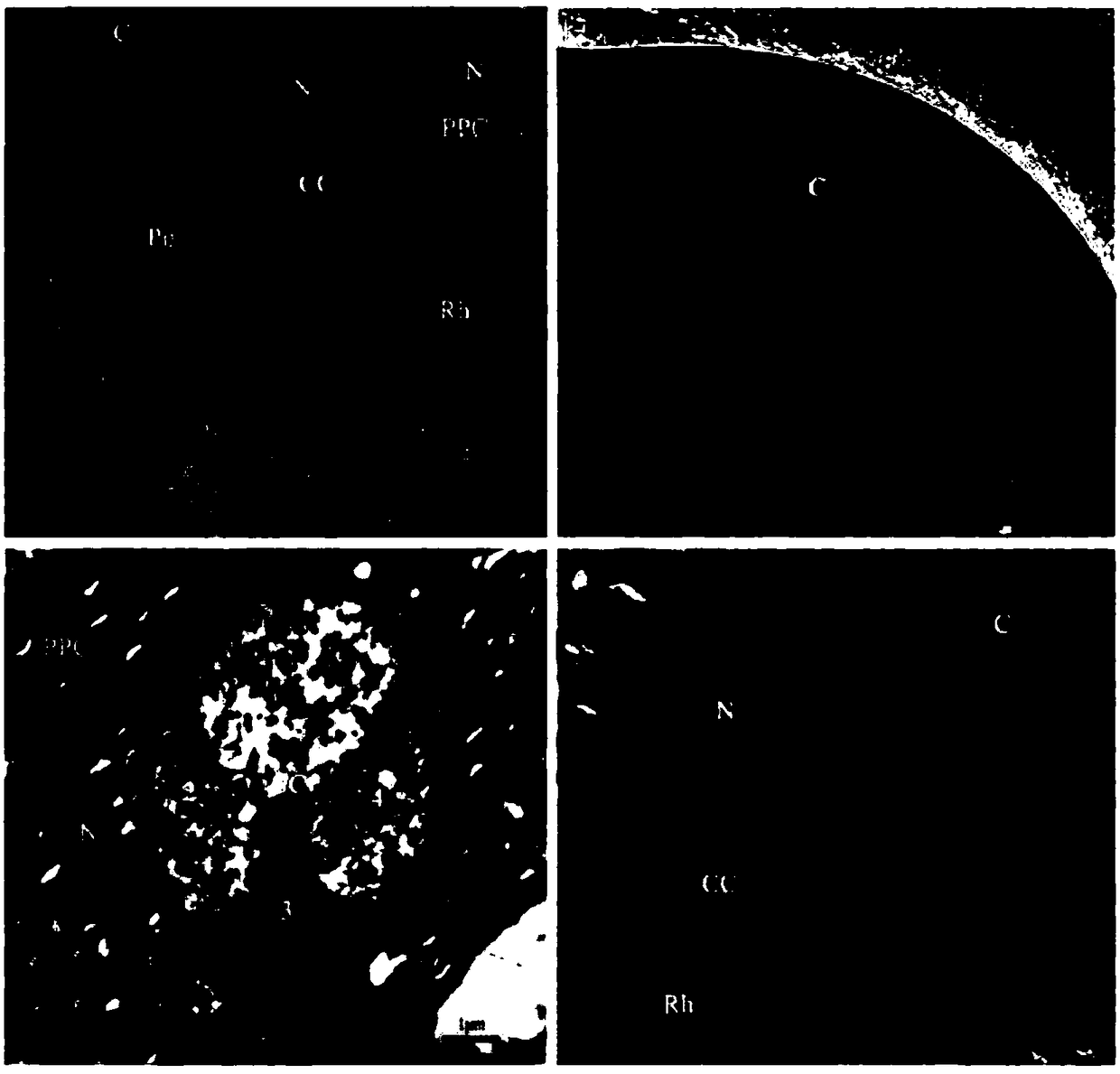 Transmission electron microscope sample preparation method of microminiature insect compound eyes