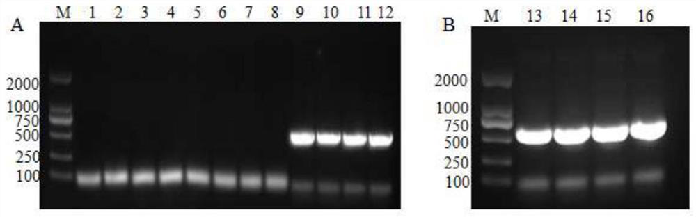 Mutant of xylanase xyna and its application