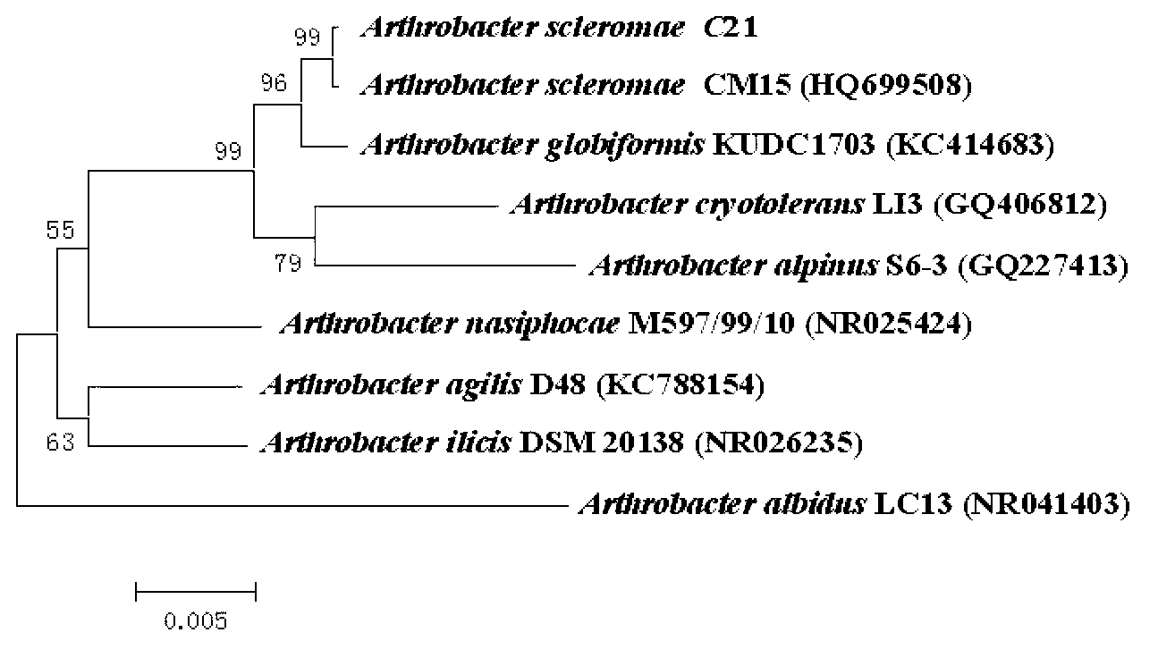 Phthalate degrading bacteria and application thereof