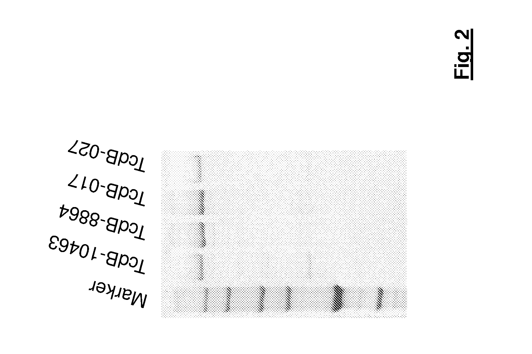 Method for the detection and identification of a variant C. difficile strain in a sample