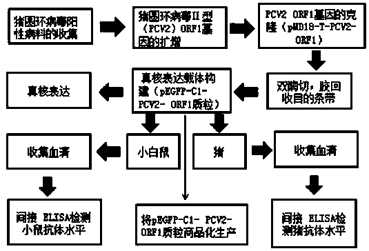 Preparation method for nucleic acid vaccine based on porcine circovirus