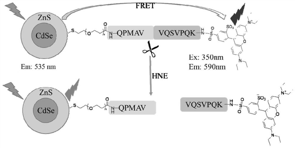 Quantum dot fluorescent probe, preparation method and application thereof, method and kit for detecting elastase activity