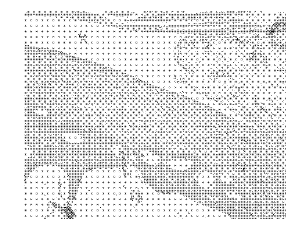 Compound termitarium and preparation method thereof