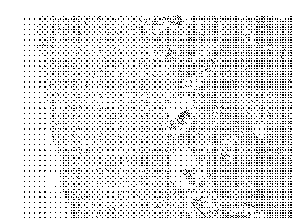 Compound termitarium and preparation method thereof