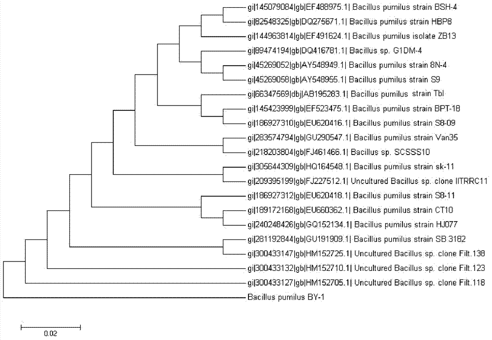 Bacillus and application thereof