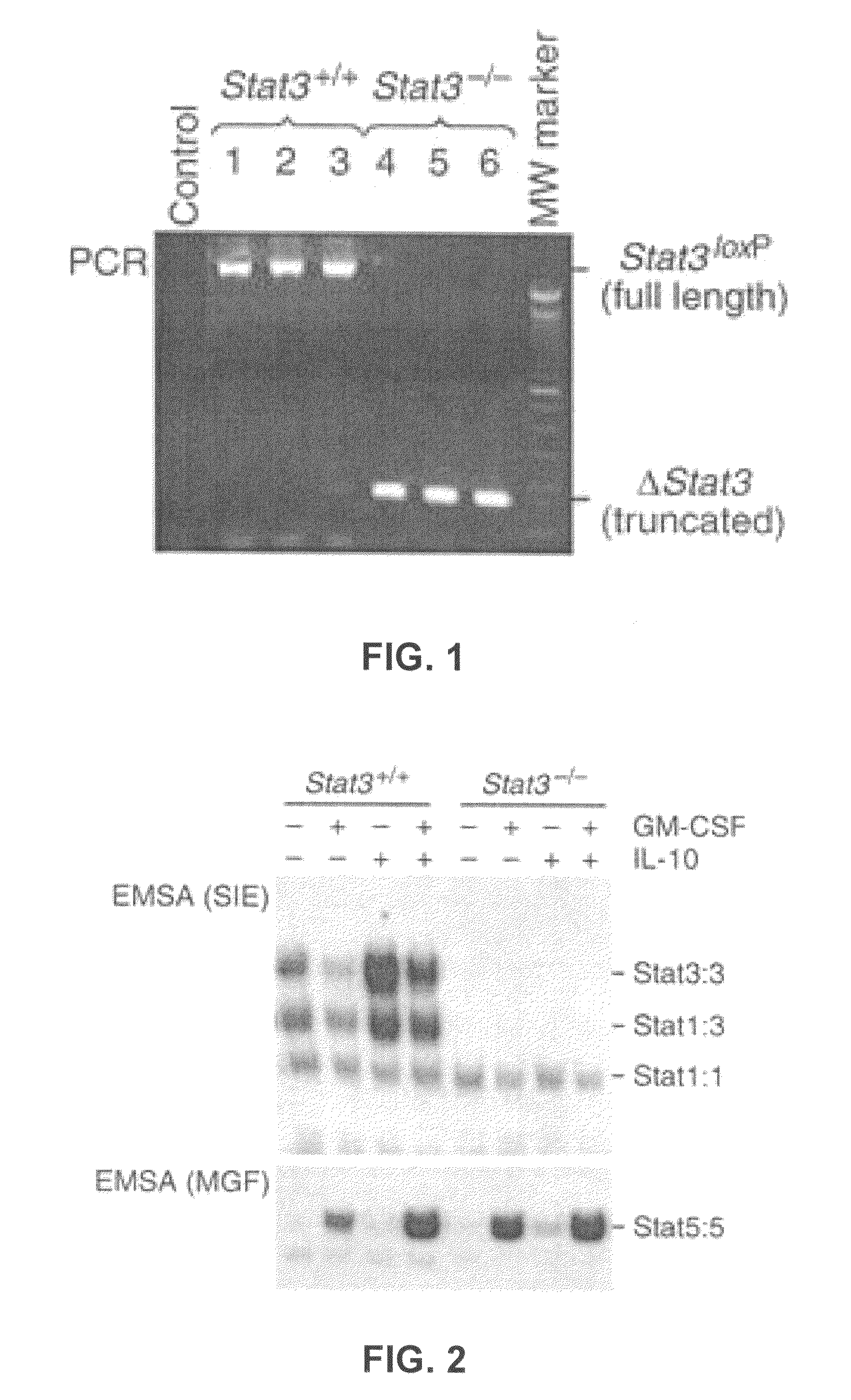 Methods for inhibiting STAT3 signaling in immune cells