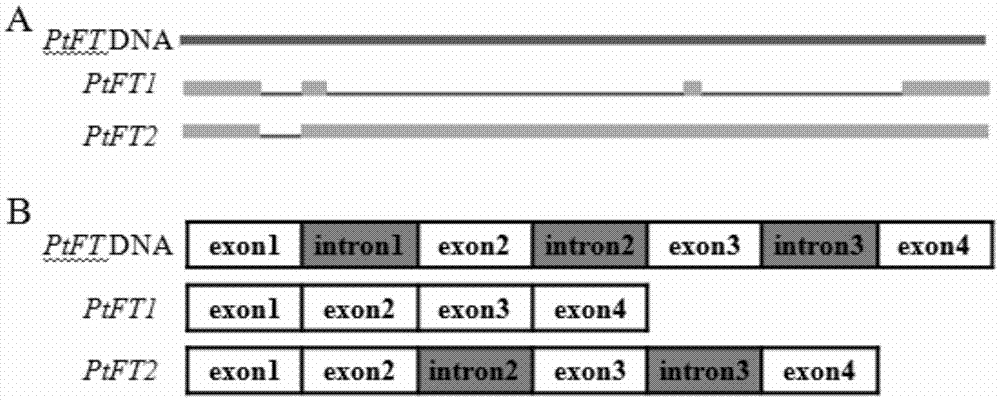 Precocious trifoliate orange flowering gene spliced variant PtFT2 and application of precocious trifoliate orange flowering gene spliced variant PtFT2 to regulating flowering of plants