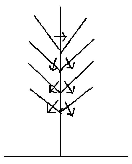 Alternating rejuvenating pruning method for controlling number of large branches and managing small branches of castanea mollissima