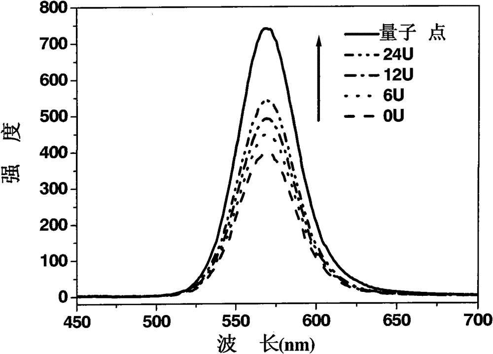 Enzyme chip based on quantum dot fluorescence detection, preparation method and application