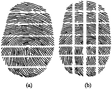 Touch screen with fingerprint recognition function, terminal device and fingerprint recognition method