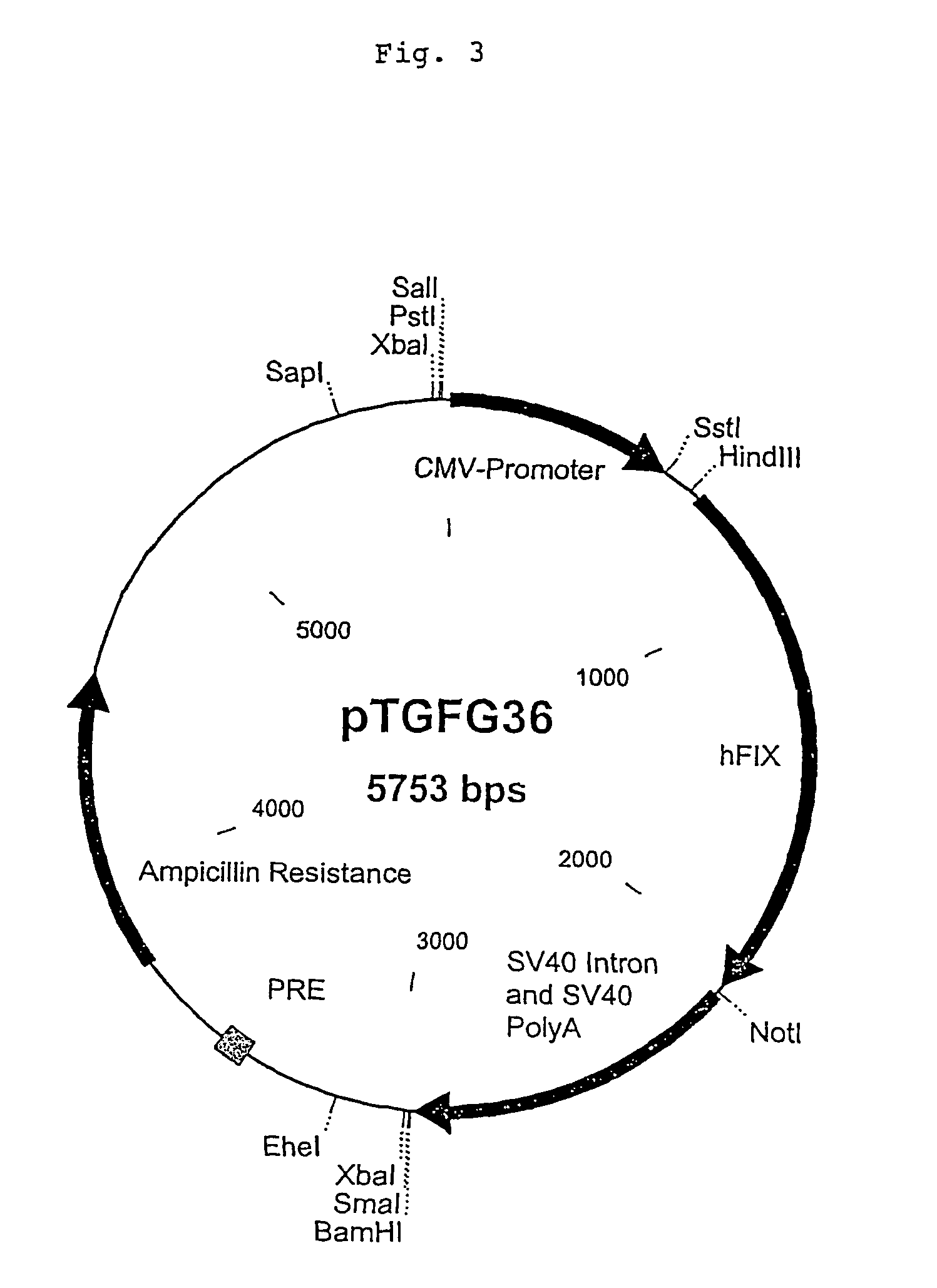 Recombinant blood clotting factors