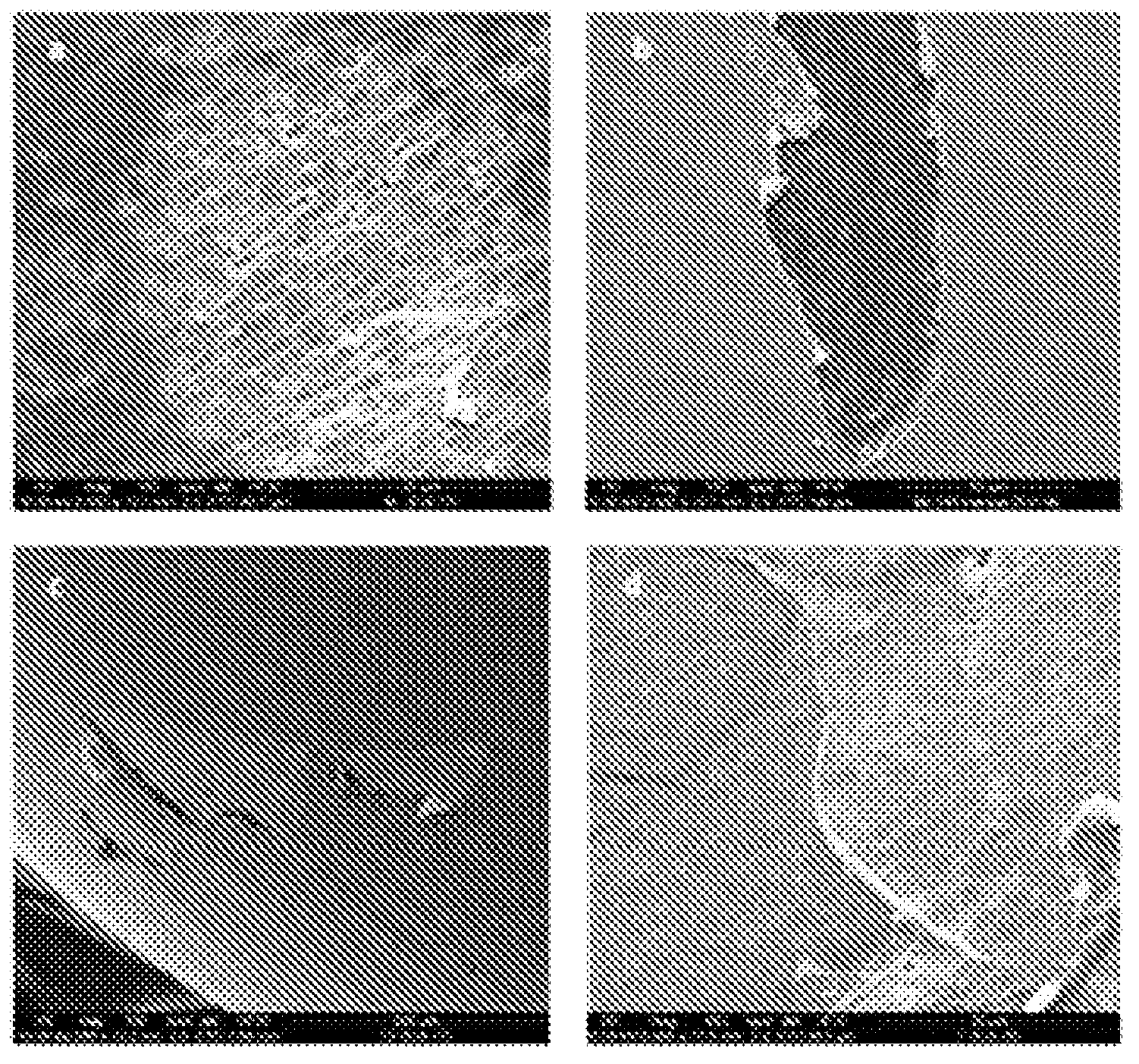 Nucleus coated with a film-orming coating having antibacterial and cicatrizing properties, and method for obtaining same