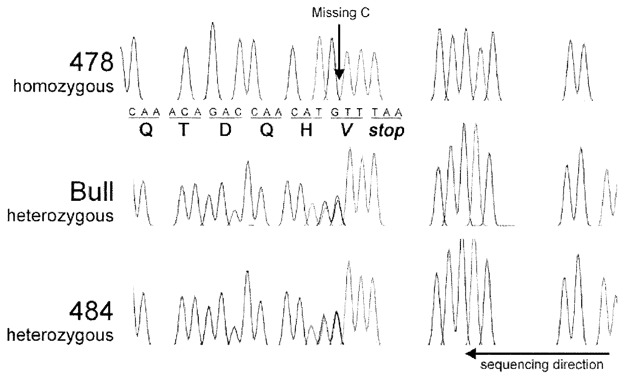 Materials and methods for producing animals with short hair