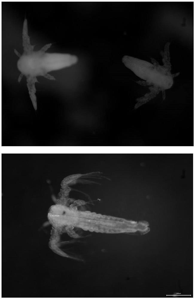 Indoor controllable breeding method for mouth opening of siniperca chuatsi larva fishes through non-living bait fishes