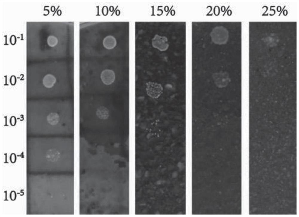 Capsicum-tolerant ethanol high-yield yeast as well as screening method and verification method thereof