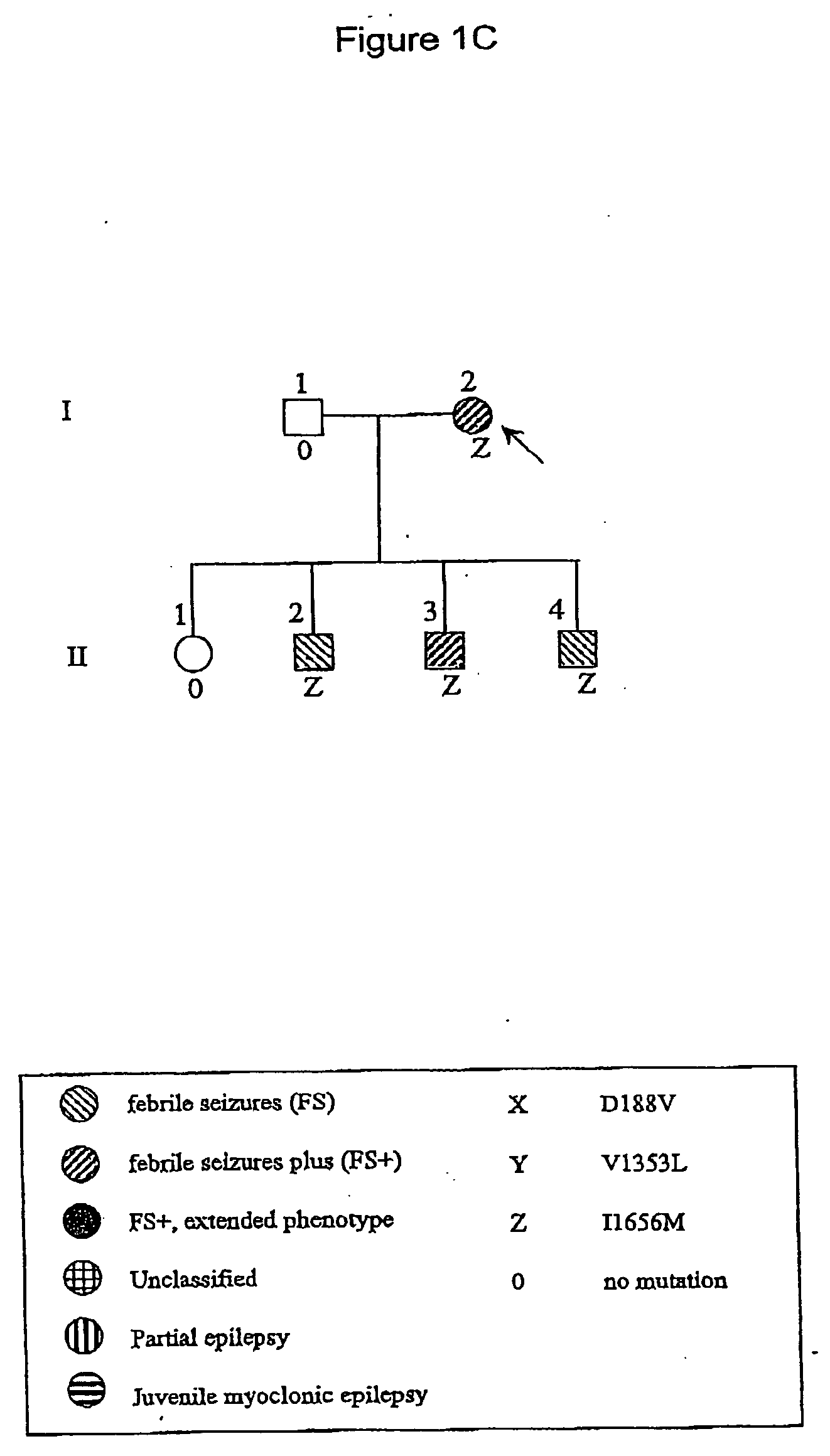 New epilepsy mutations