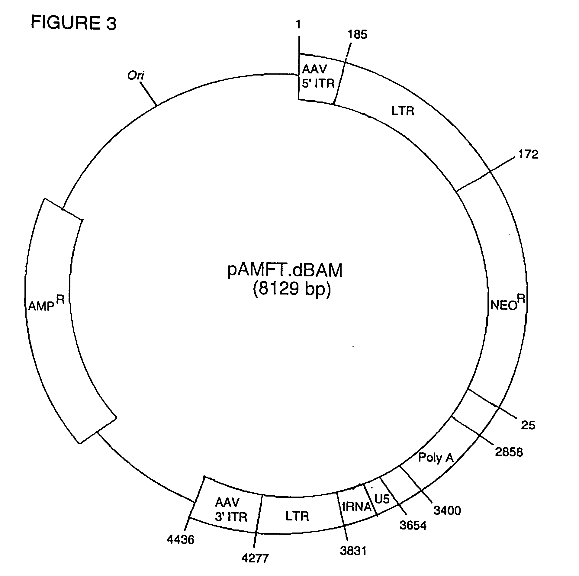 Gene functional analysis and discovery using randomized or target-specific ribozyme gene vector libraries