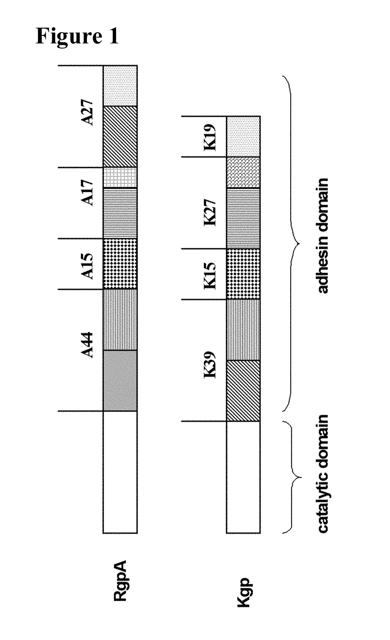 Conjugates for delivery to mitochondria