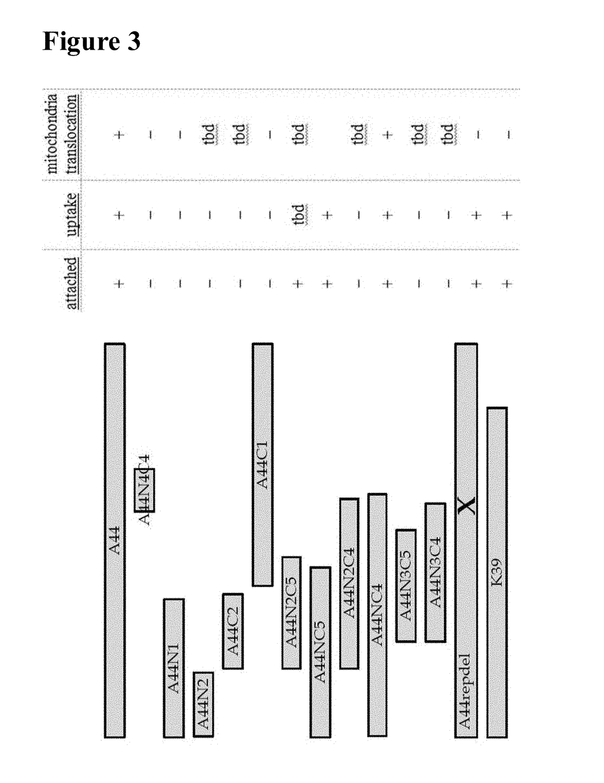 Conjugates for delivery to mitochondria