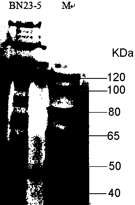 A new strain of Bacillus thuringiensis and its application