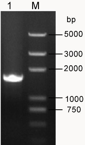 A new strain of Bacillus thuringiensis and its application