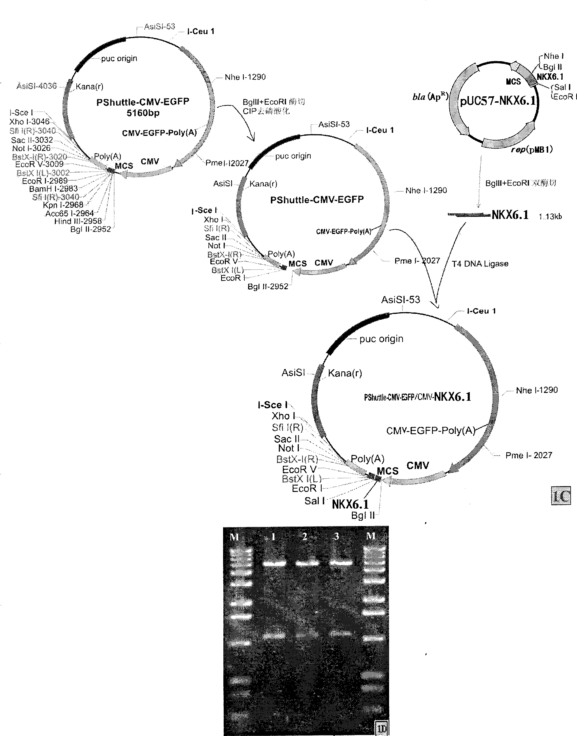 Method for inducing differentiation of mesenchyma stem cell into islet beta-like cells, and use thereof