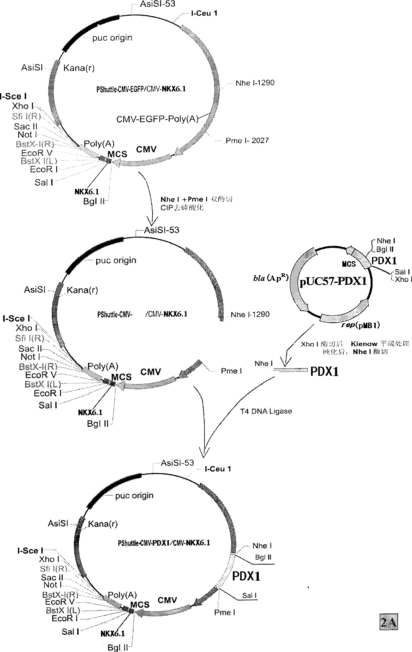 Method for inducing differentiation of mesenchyma stem cell into islet beta-like cells, and use thereof