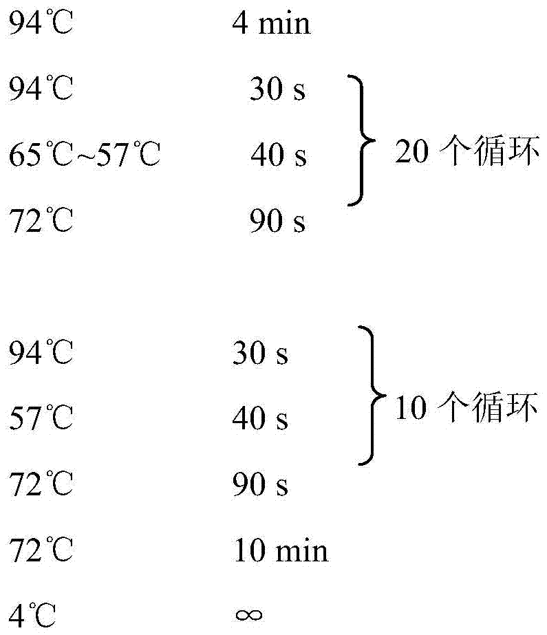 Lactobacillus plantarum and its uses