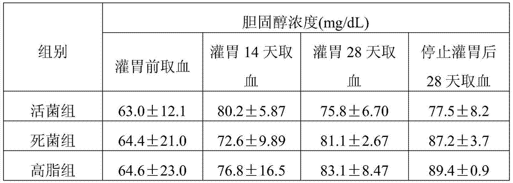 Lactobacillus plantarum and its uses