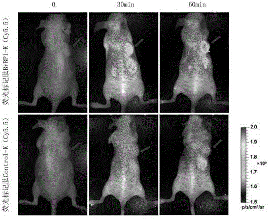 Polypeptide in specific binding with breast cancer brain metastases cells