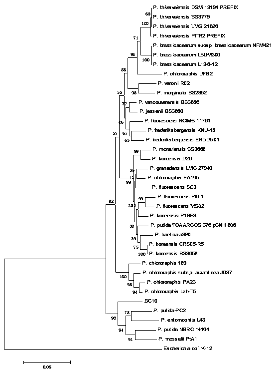 Pseudomonas putida BC10 and application thereof in controlling bacterial soft rot of crops