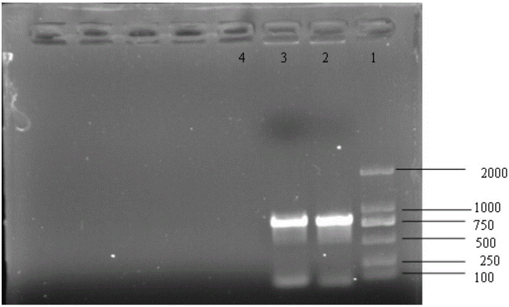 Salmonella enteritidis strain with ssrAB gene deletion and construction method thereof