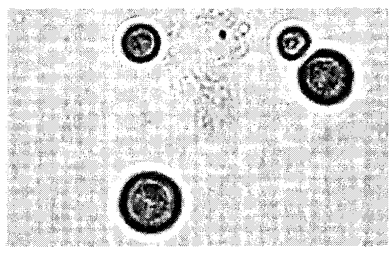 Staining fluid and method for rapidly detecting novel cryptococcus