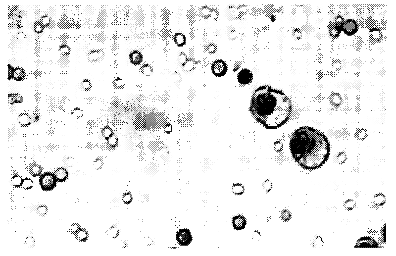 Staining fluid and method for rapidly detecting novel cryptococcus