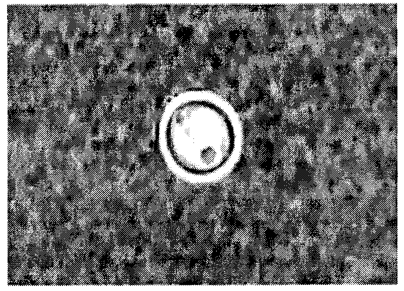 Staining fluid and method for rapidly detecting novel cryptococcus