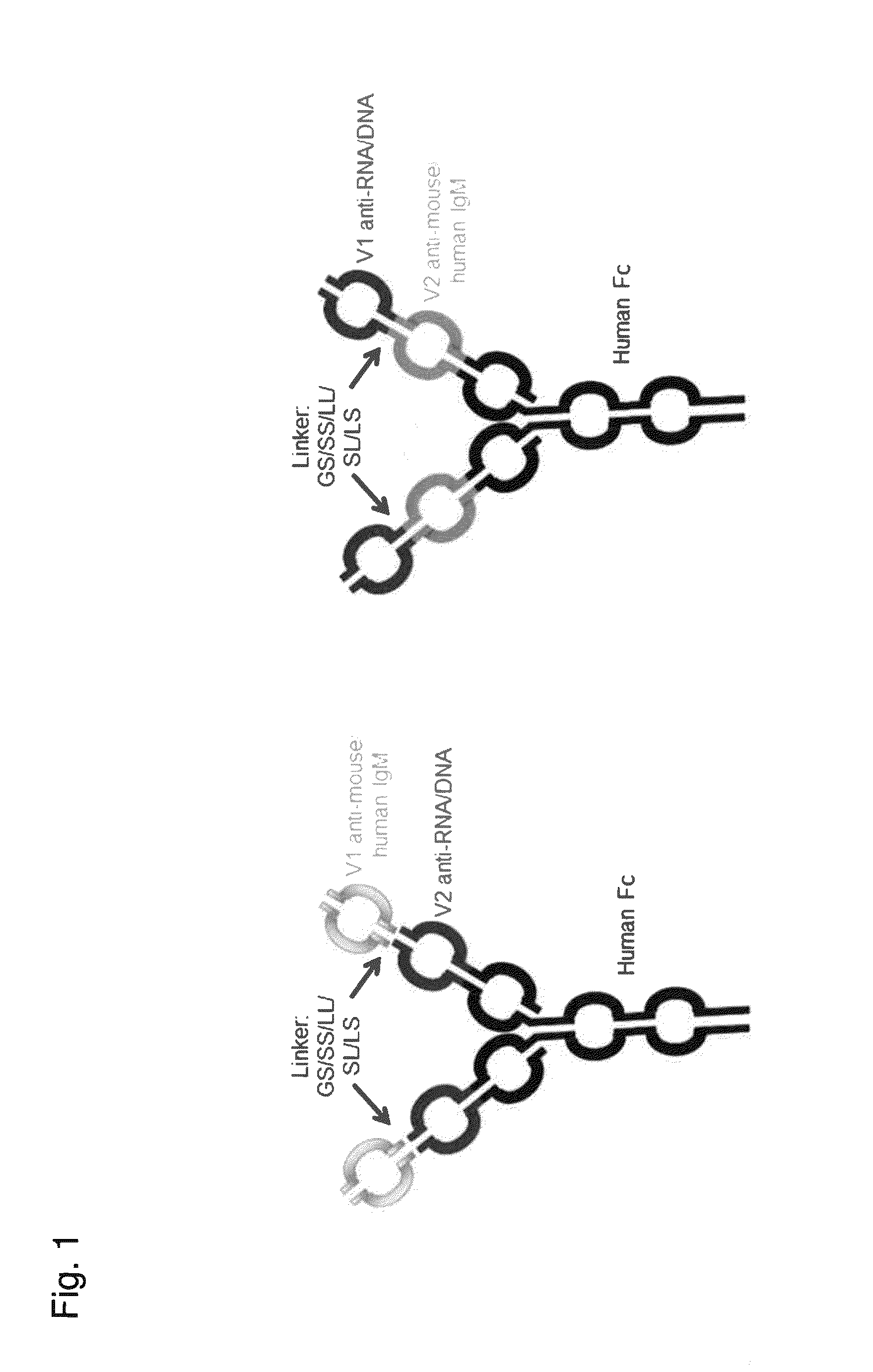 Dual specific binding proteins directed against immune cell receptors and autoantigens