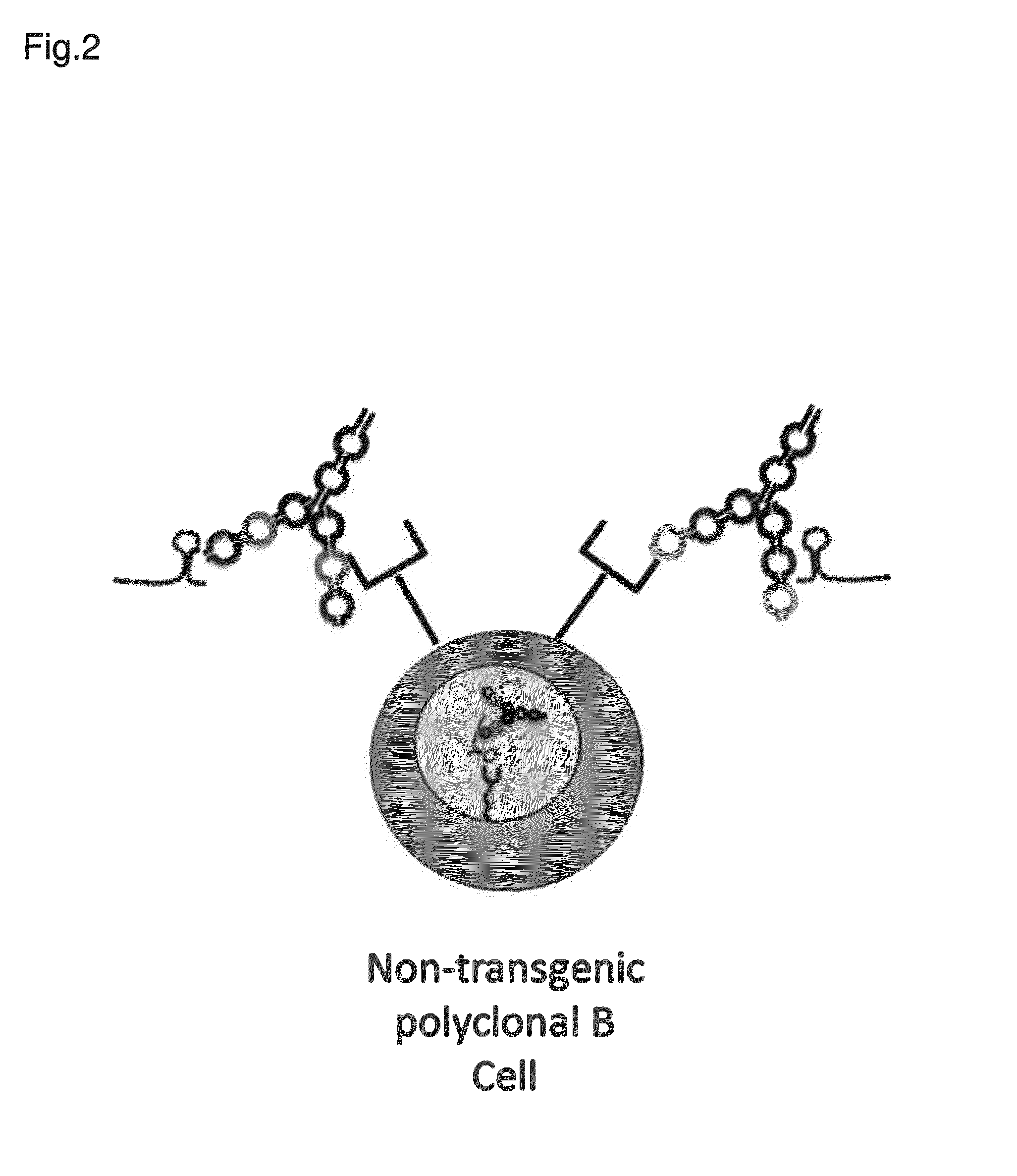 Dual specific binding proteins directed against immune cell receptors and autoantigens