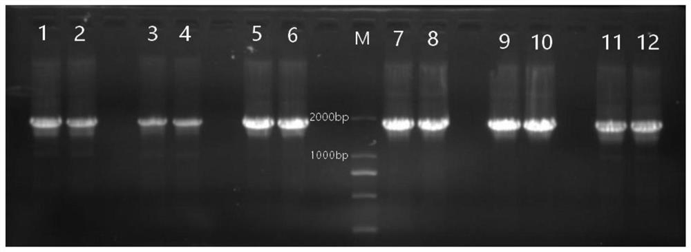 DNA barcoding sequence and method for identifying Lycium barbarum species by using same