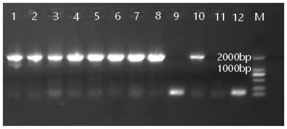 DNA barcoding sequence and method for identifying Lycium barbarum species by using same