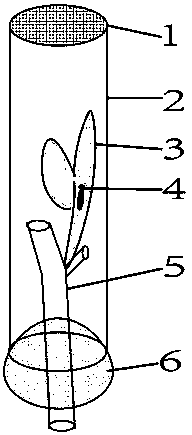 Monitoring raising pipe for tea lesser leafhoppers and use method